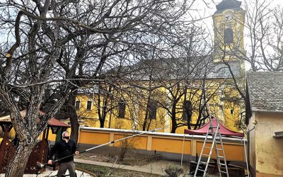 Egy diófa ihlette nagyböjti gondolatok