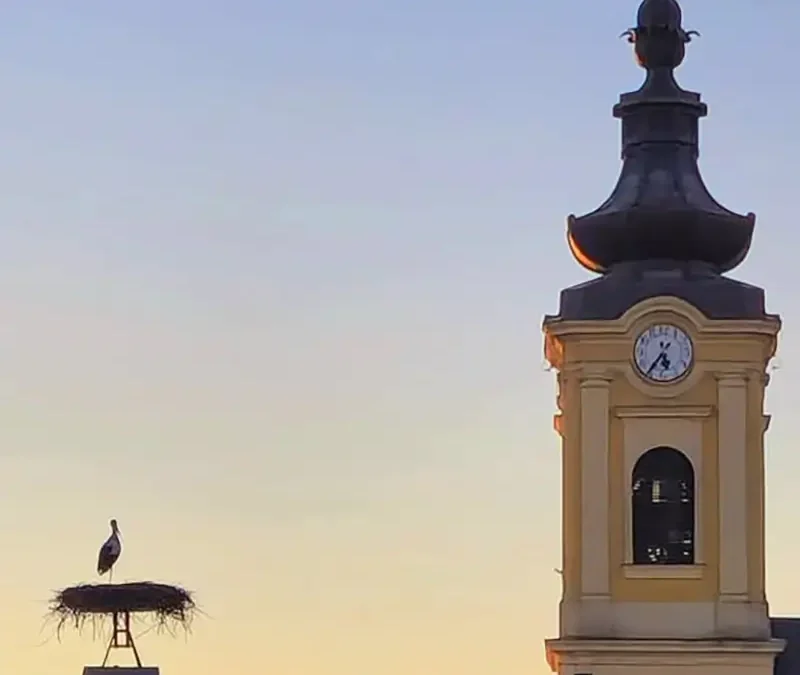 A tavaszi ébredés első hírnökei a Tisza jobb partján is a gólyák!
